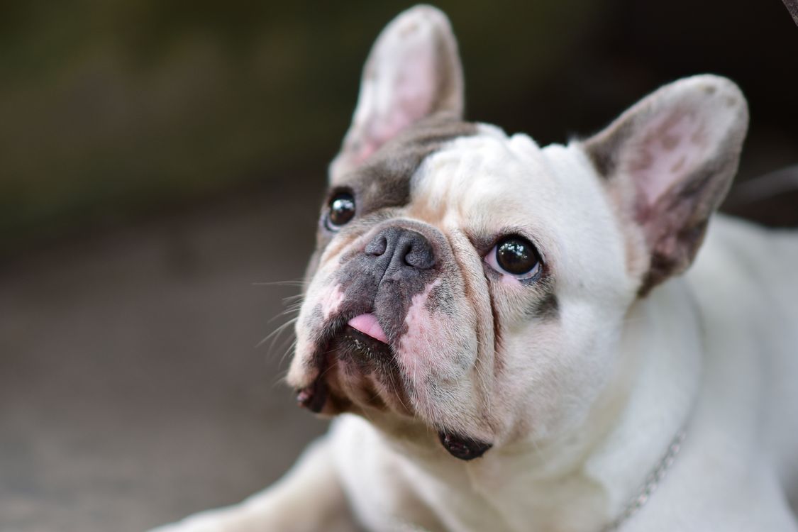 What to Look for in a French Bulldog Probiotic (2026 Guide)
