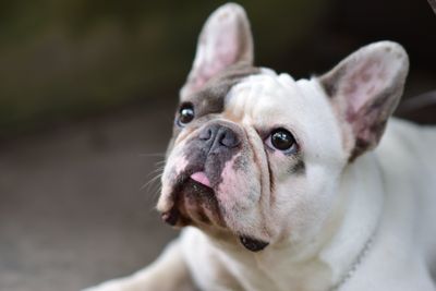 What to Look for in a French Bulldog Probiotic