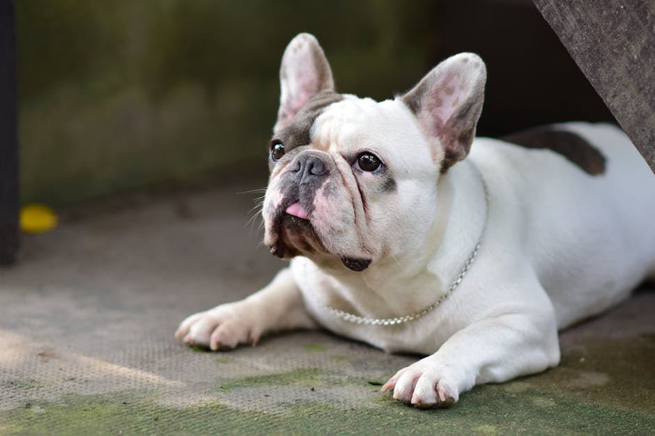 강아지 관련 이미지