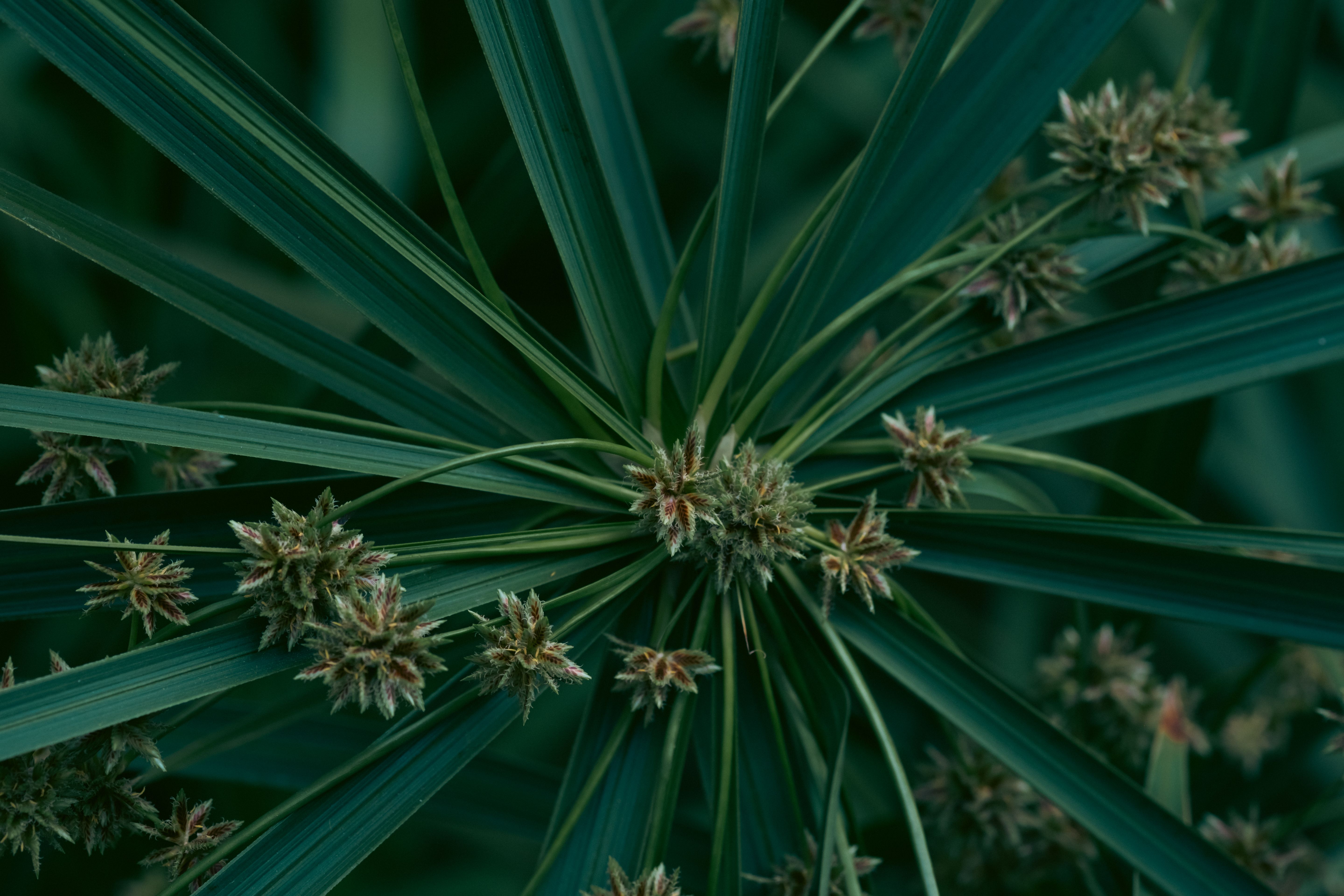Close-up of Vibrant Green Reed Plants · Free Stock Photo