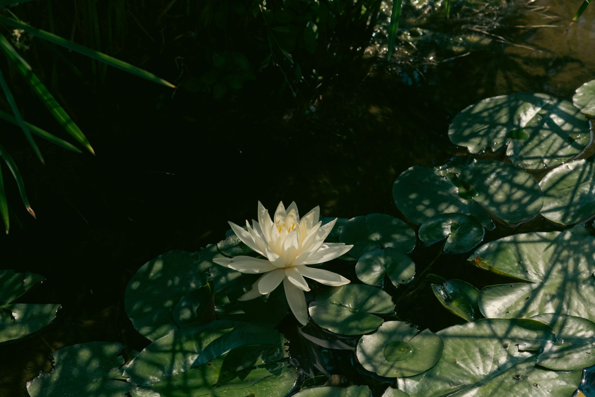 A tranquil scene of a white water lily surrounded by lush green lily pads in a sunlit pond.