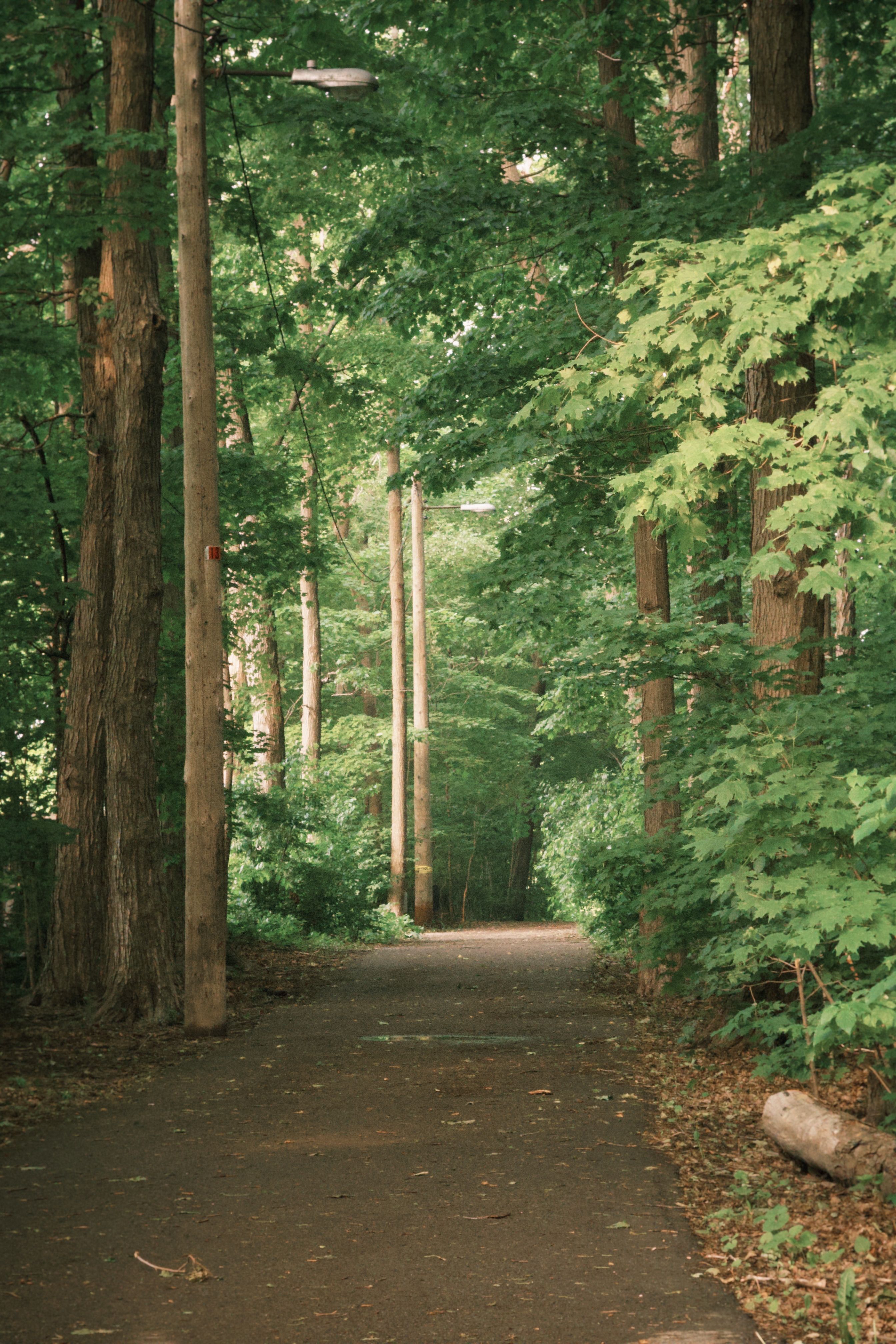 Serene Forest Pathway in Toronto Park · Free Stock Photo