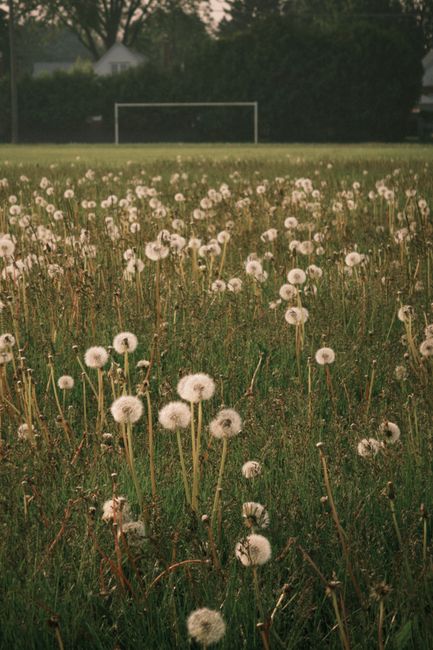A serene field of dandelions with a soccer goal in the background in Toronto, Canada.