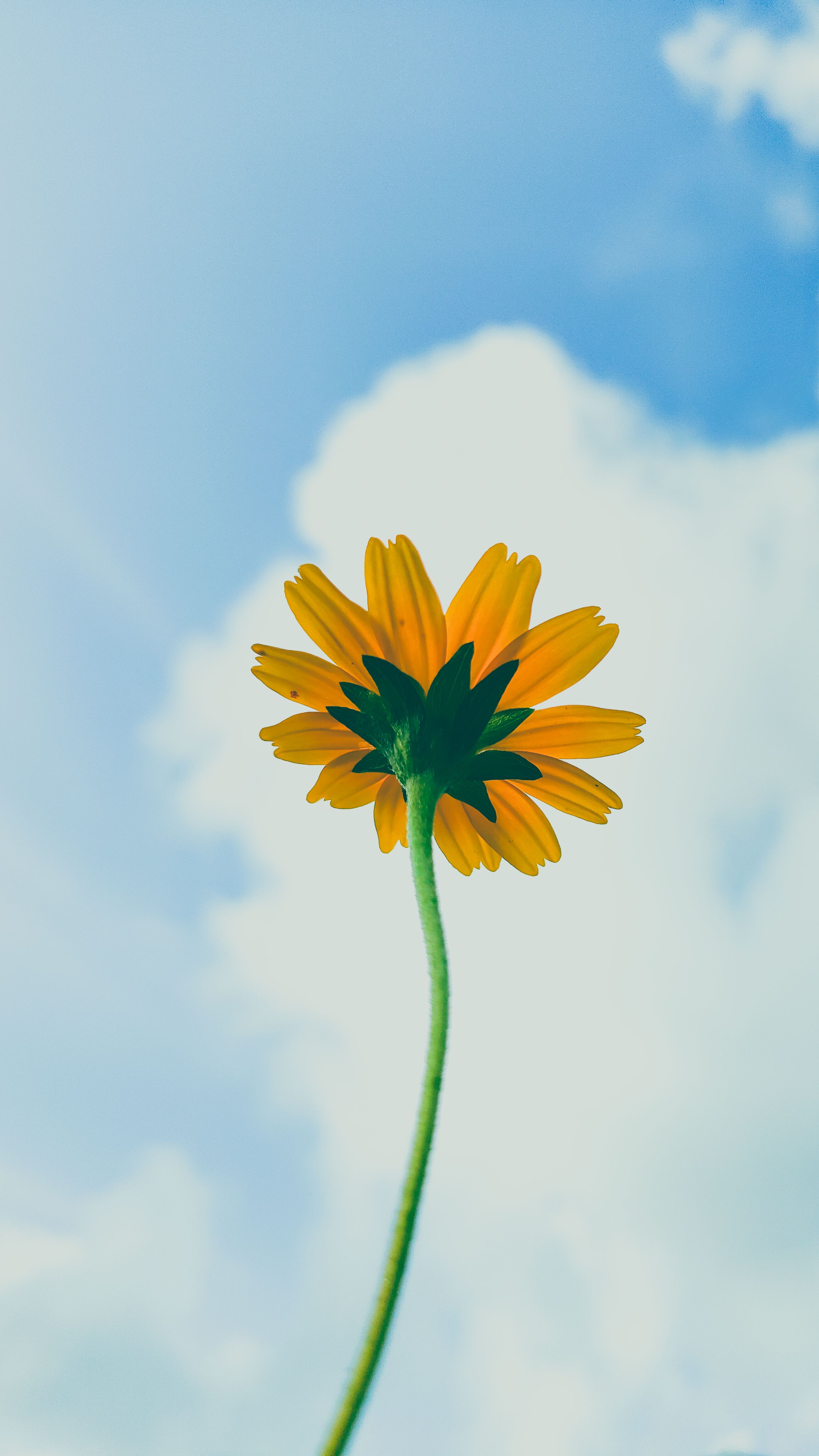 Vibrant marigold flower reaching towards a clear blue sky in summertime.