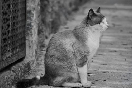 Free A calm stray cat sits on a cobbled street in a serene black and white composition. Stock Photo