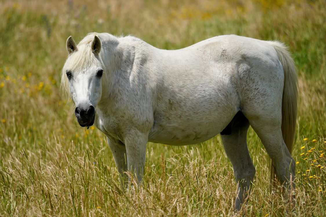 Graceful White Horse in Sunny Meadow · Free Stock Photo