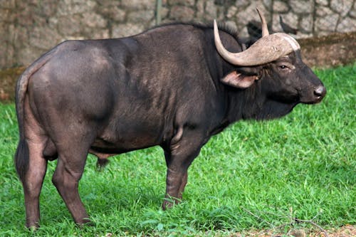 Free stock photo of animal, asia, buffalo