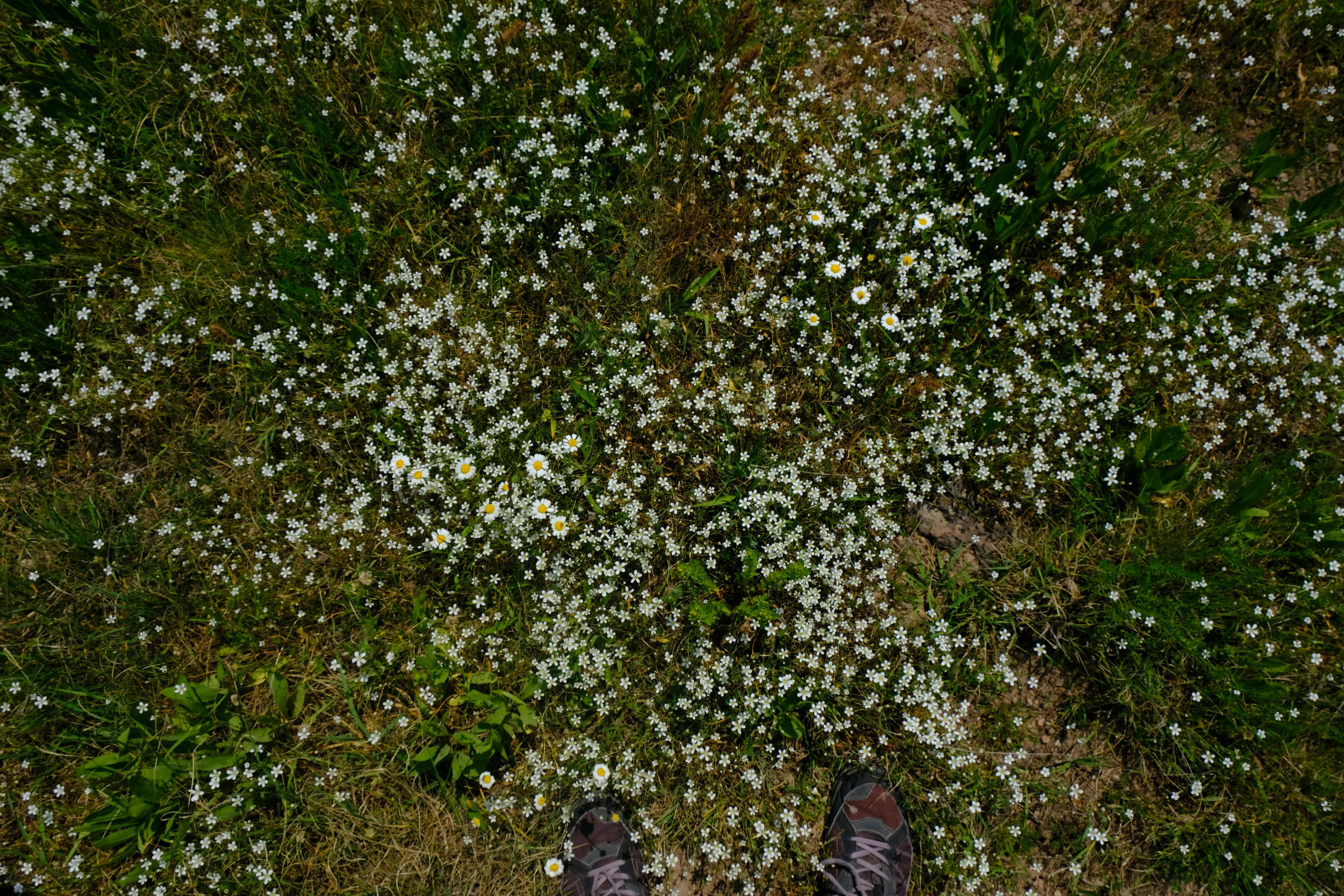 gardening shoes — Photo by Erhan Anbar on Pexels