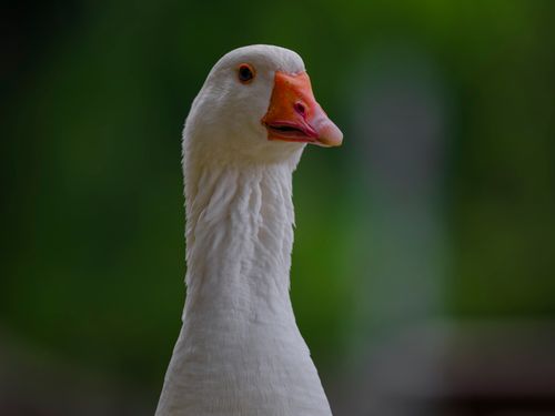 Free A close-up portrait of a white goose with a vibrant orange beak, set against a lush green background. Stock Photo