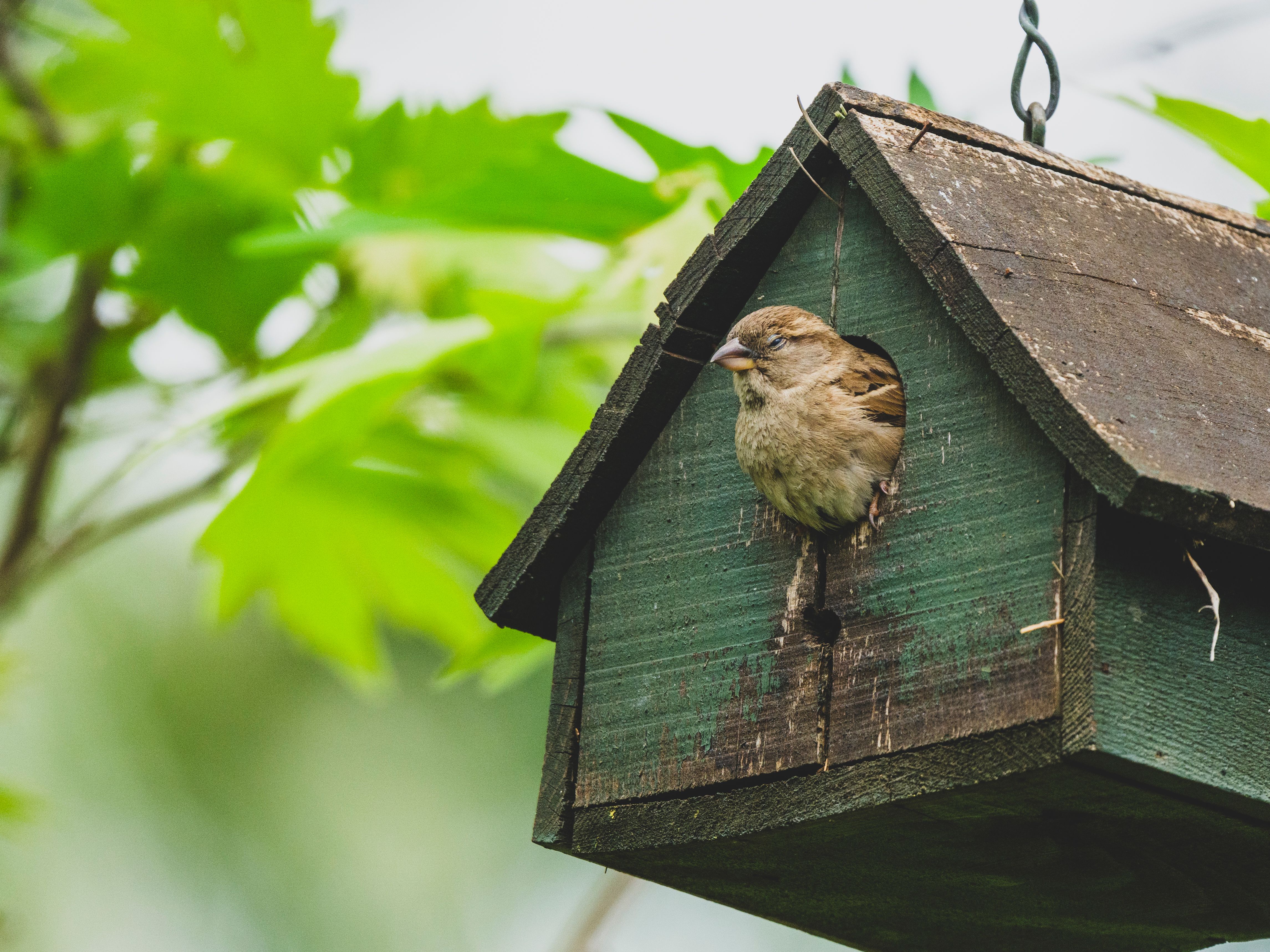 1. Otorohanga Kiwi House & Native Bird Park: More Than Just Birds