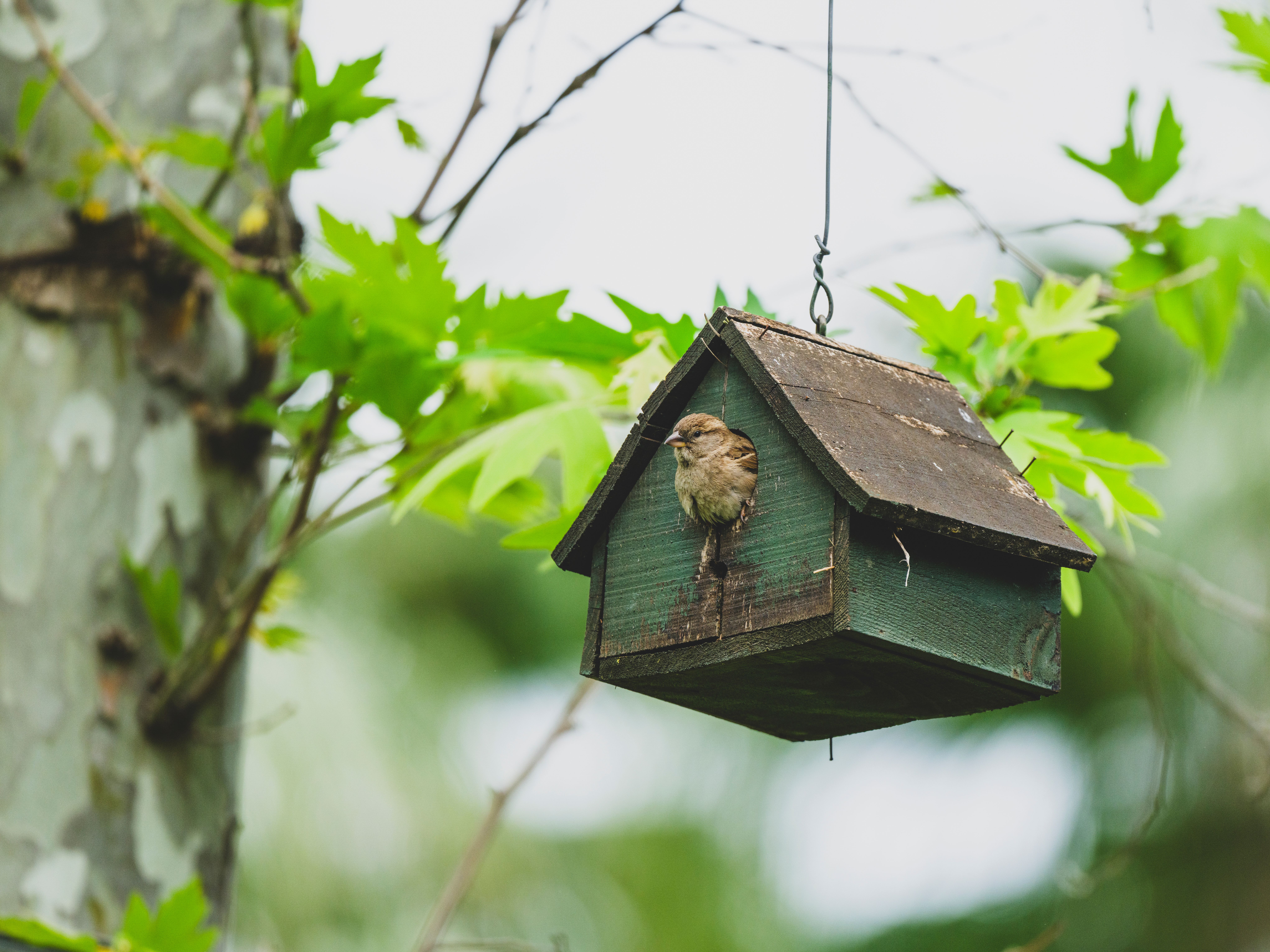 Small bird perched inside a wooden birdhouse hanging in a leafy garden