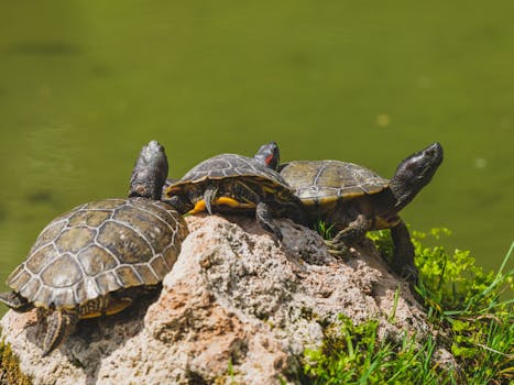 Three turtles bask on a rock by a pond in a sunny, natural environment.