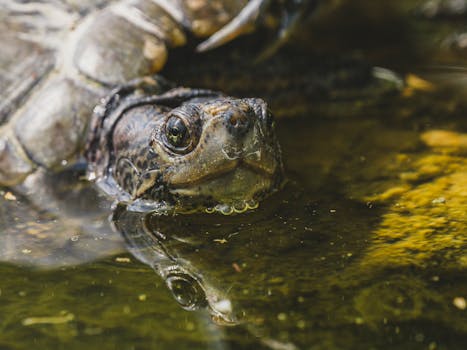 A close-up image of a turtle in a pond reflecting sunlight, showcasing aquatic life and nature.