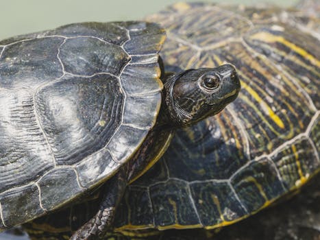 Detailed view of a tortoise shell and head in a sunny outdoor environment.