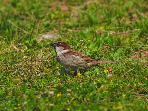 Free Detailed view of a sparrow amid vibrant green grass and tiny flowers. Stock Photo
