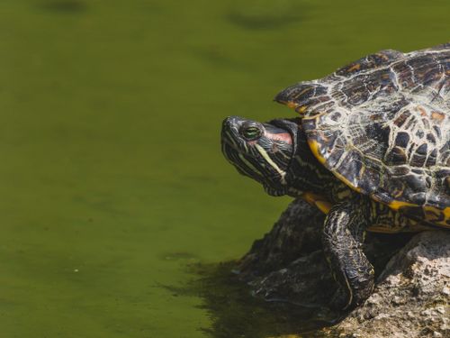 Free A red-eared slider turtle basks on a rock beside a vivid green pond. Stock Photo