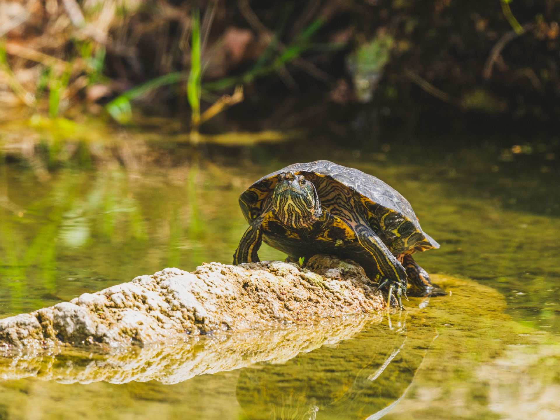 A turtle enjoying the sun on a rock by a serene pond, showcasing nature's beauty.