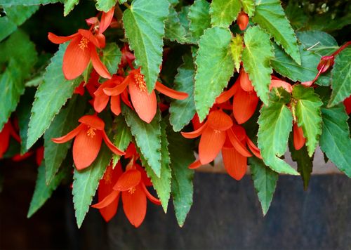 Free Bright orange flowers blooming amid lush green leaves, evoking a vibrant and natural garden feel. Stock Photo