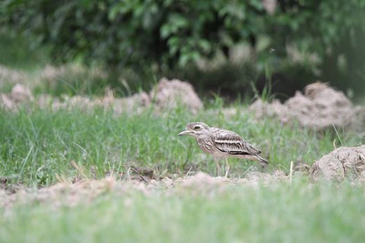 Eurasian Stone-curlew bird standing in natural setting with green grass background.