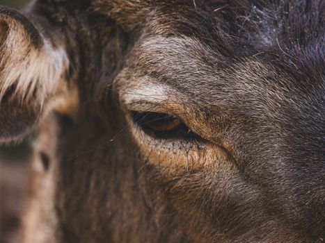 Detailed close-up of a deer's eye and fur in a natural setting, highlighting the animal's serene beauty.