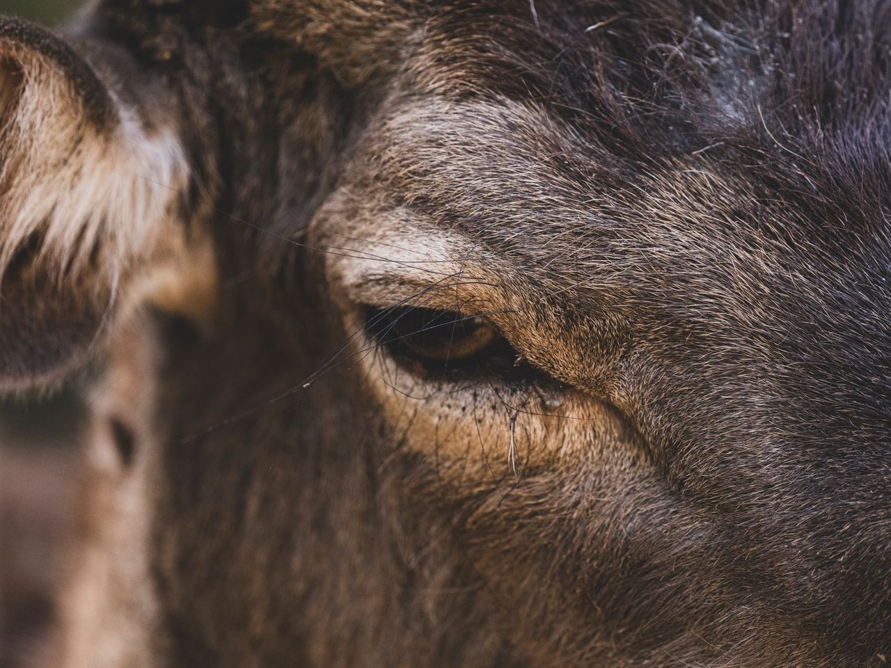 detailed close up of a deer s eye and fur in a natural setting highlig