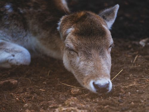 Free A peaceful close-up portrait of a sleeping deer in a natural outdoor setting, showcasing its serene beauty. Stock Photo