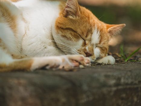 A close-up of a ginger and white cat sleeping outdoors on a warm day.