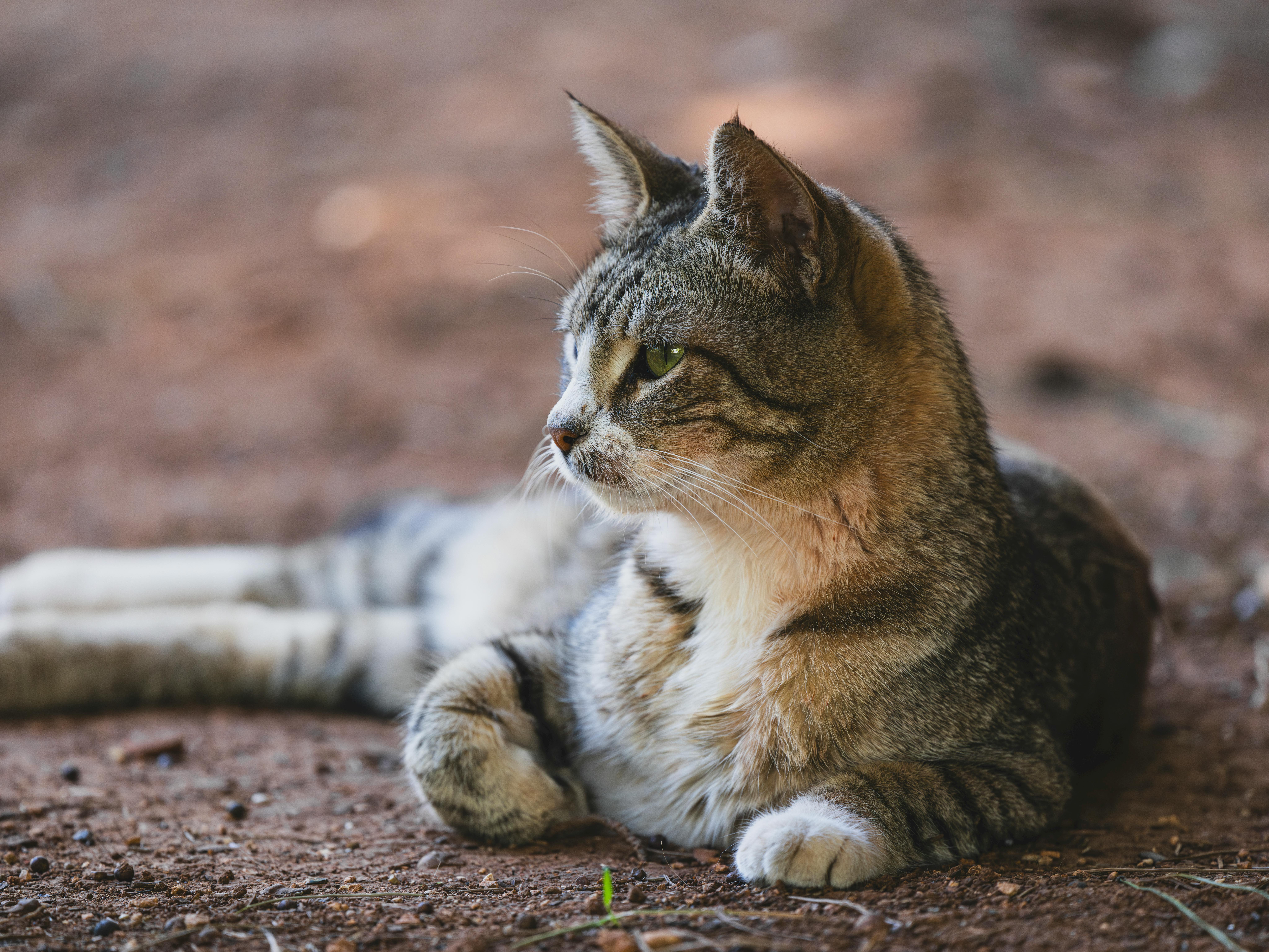 gato de pelo curto brasileiro