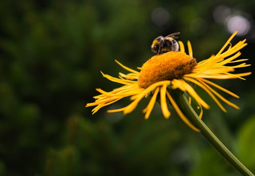 бесплатная Крупный план пчелы на желтом цветке Стоковое фото