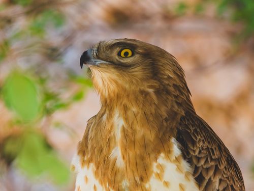 Free A detailed close-up of a majestic eagle showcasing its vibrant feathers and piercing eyes against a blurred natural backdrop. Stock Photo
