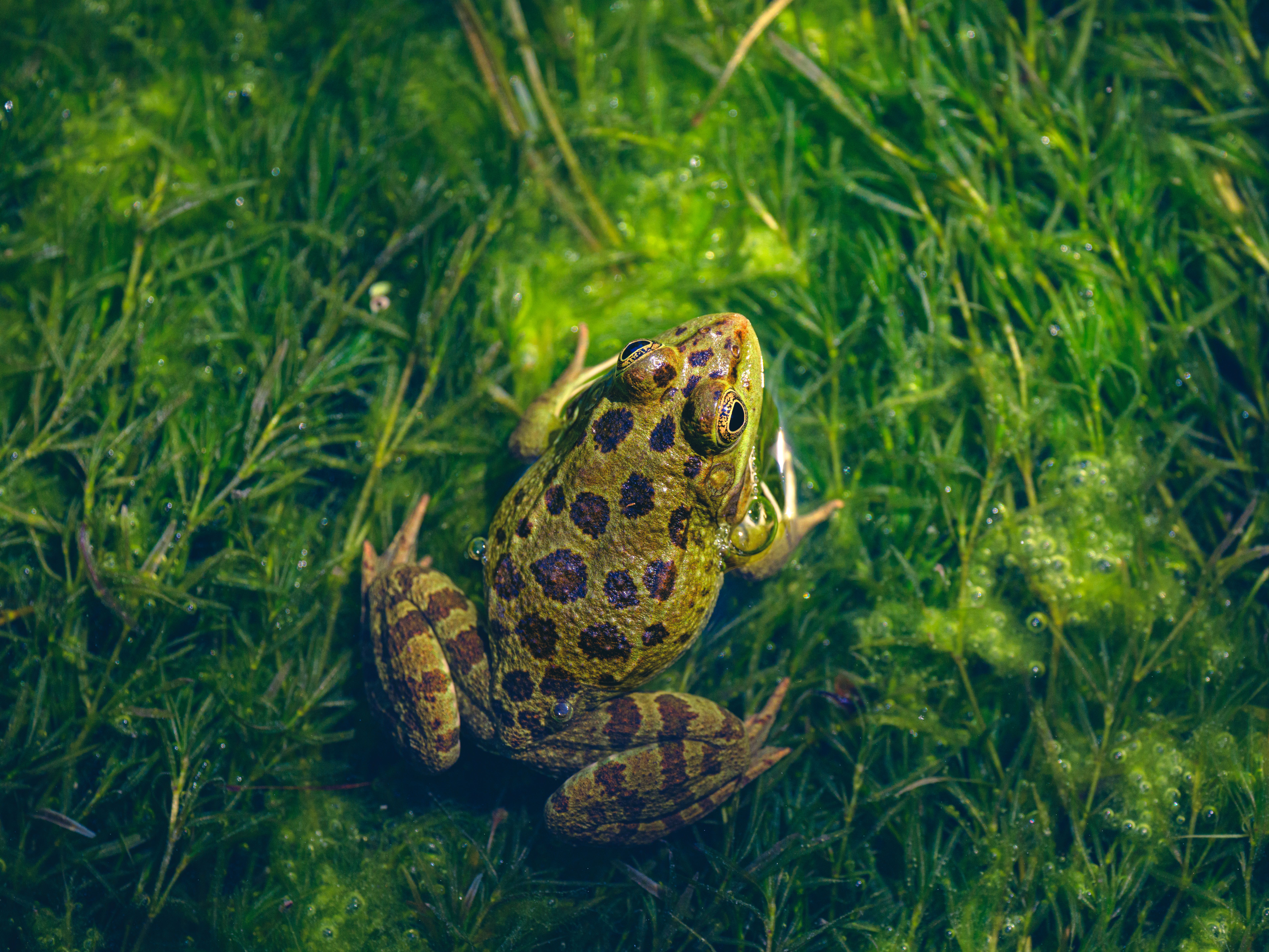 3.000+ Rana+riendose Bilder und Fotos · Kostenlos Downloaden · Pexels ...