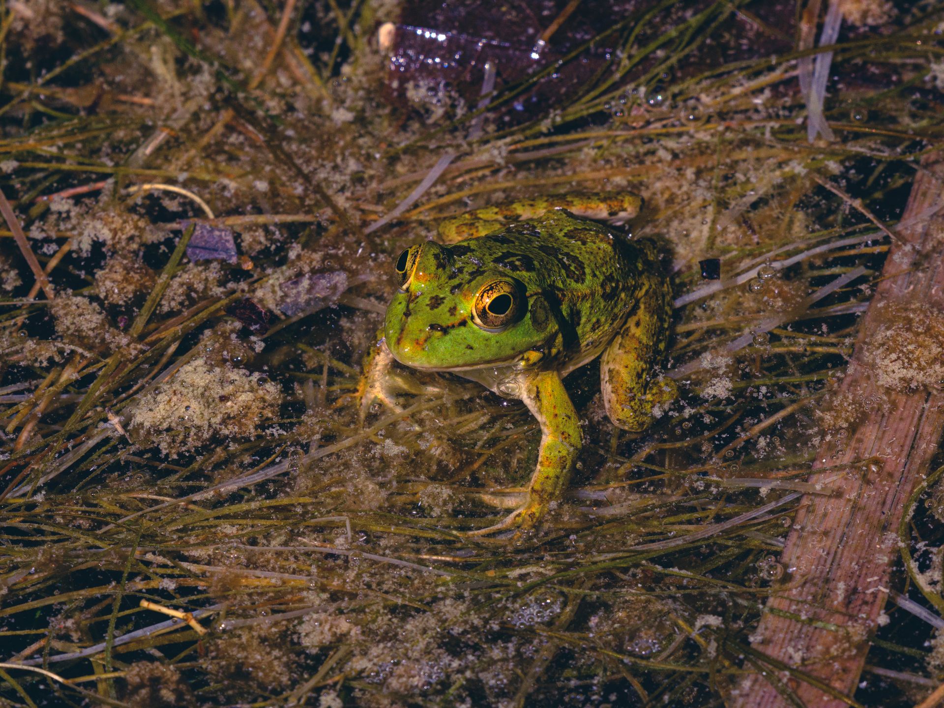 Captivating image of a green frog amidst pond foliage showcasing vibrant wildlife.