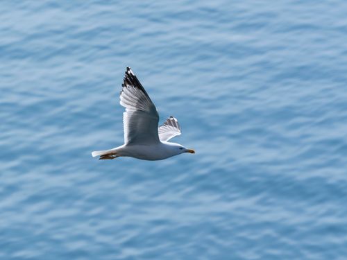 Free A beautiful seagull soaring gracefully above calm ocean waters, capturing freedom and beauty. Stock Photo