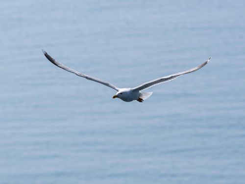 Free A seagull elegantly flies over the ocean, showcasing its wide wings against the serene blue backdrop. Stock Photo