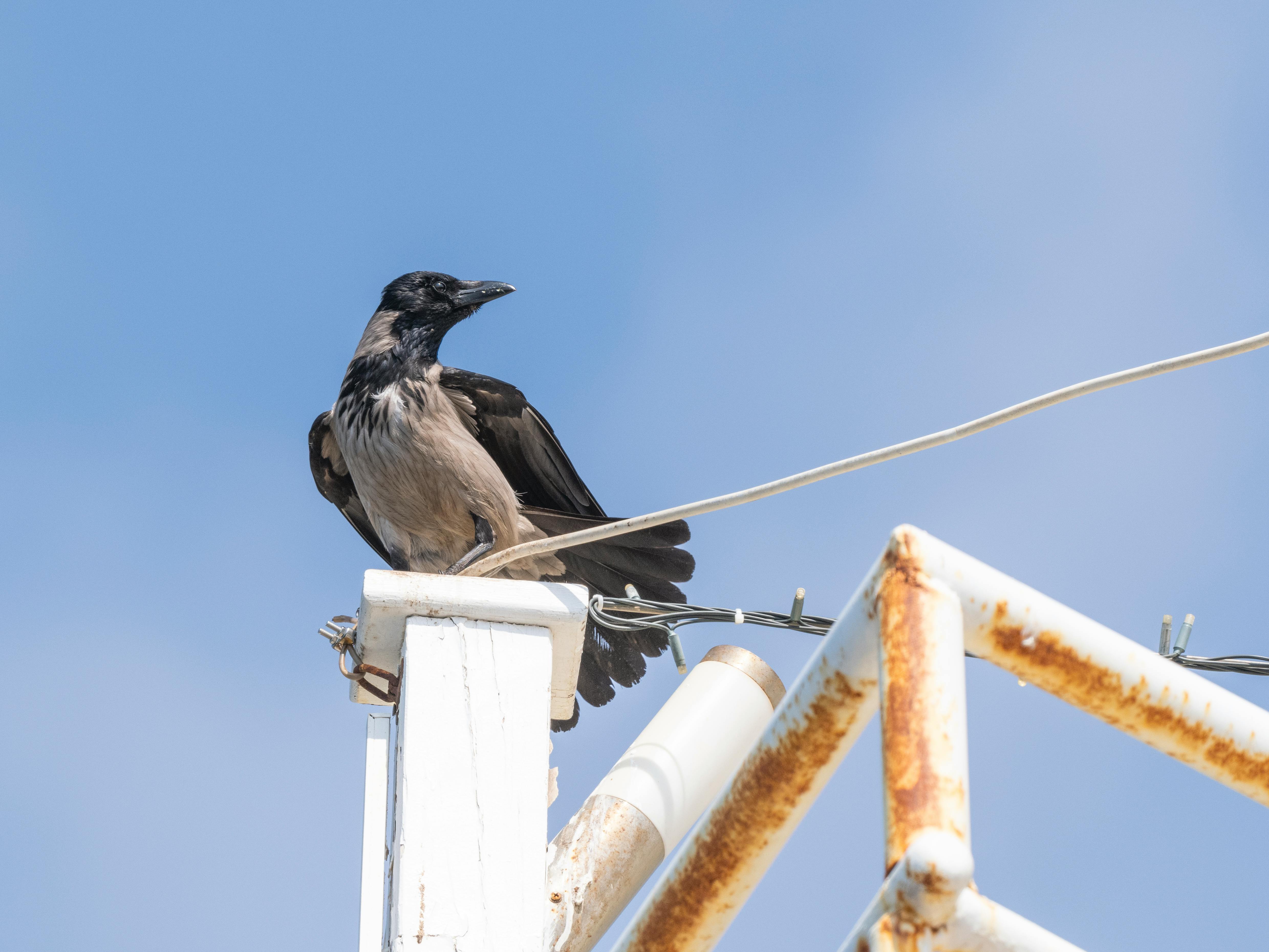 De franc Una cornull encaputxada posada sobre una estructura metàl·lica rovellada contra un cel blau clar. Foto d'estoc