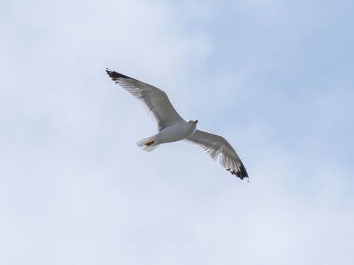 Free A beautiful seagull soars gracefully against a clear blue sky, symbolizing freedom and nature. Stock Photo