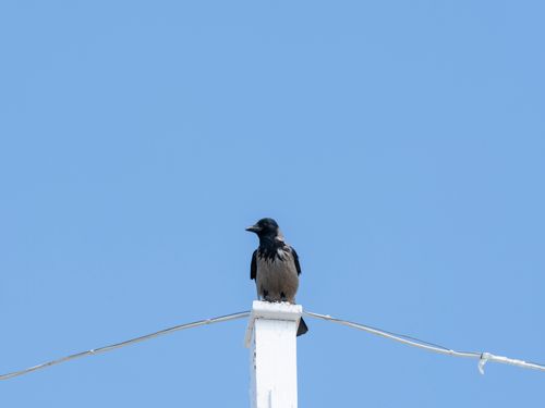 Free A crow perched on a white post with a clear blue sky background, captured outdoors. Stock Photo