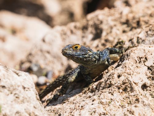 Free Close-up of a colorful lizard camouflaged on sunlit rocks, showcasing its intricate scales. Stock Photo