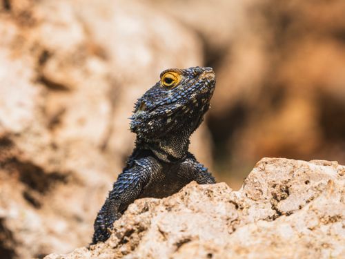 Free A striking lizard with blue scales perched on a rock, showcasing its intricate texture and vibrant colors. Stock Photo