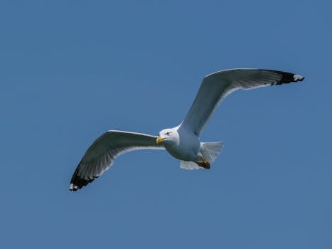 Soar With Broken Wings