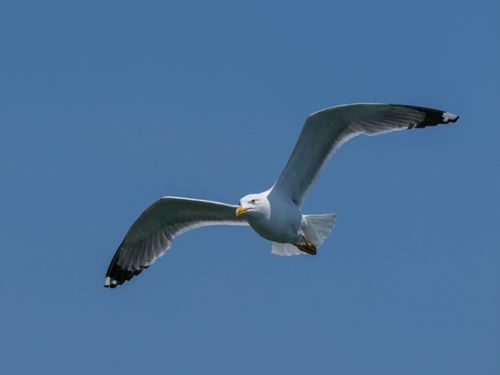Free A seagull gracefully flying with outstretched wings against a serene blue sky. Stock Photo