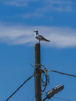 A seagull is perched on a street lamp post under a clear blue sky, capturing nature in an urban setting.