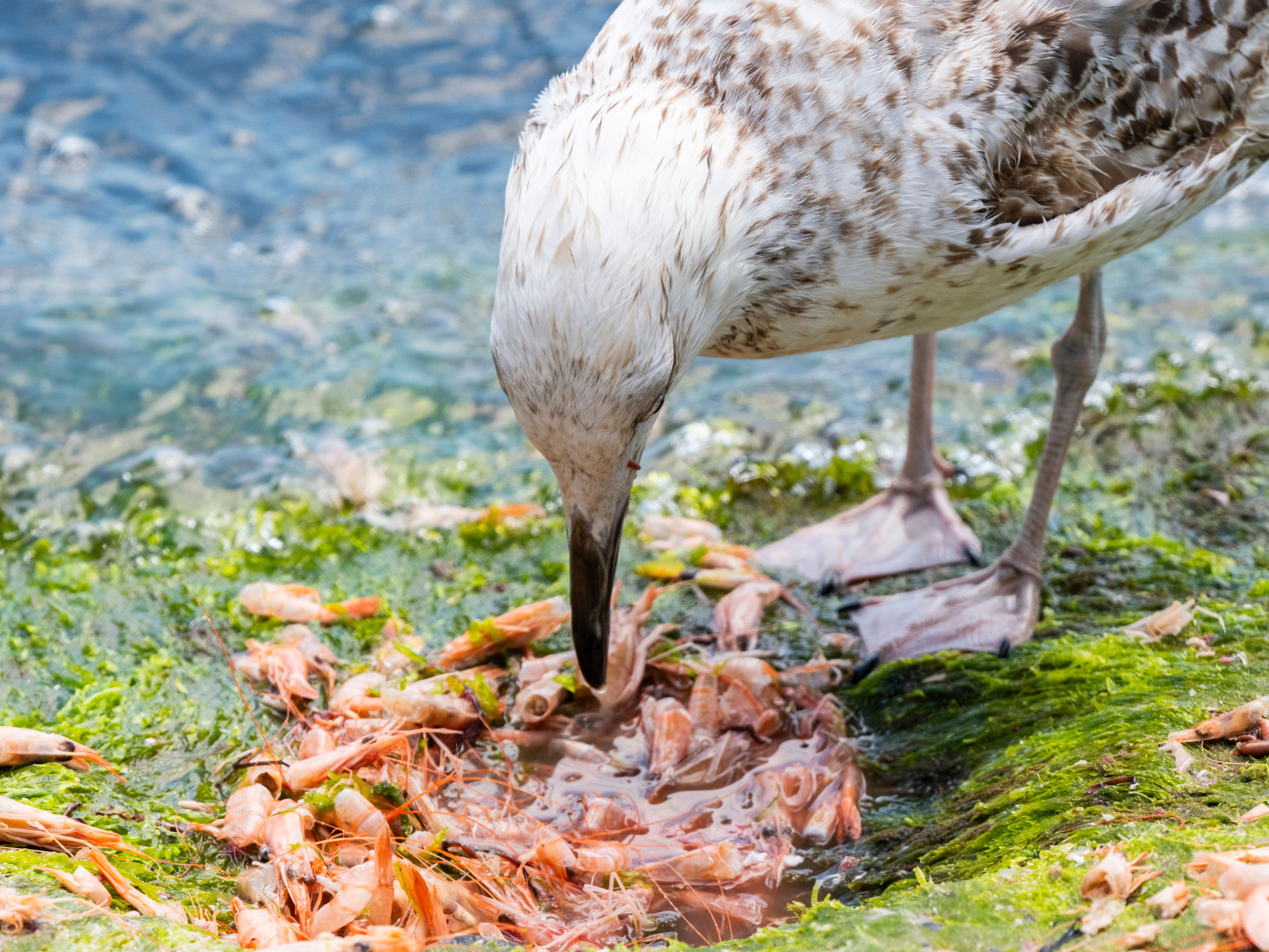 Grieg Seafood Shares Drop 5% Due to Algae Impact