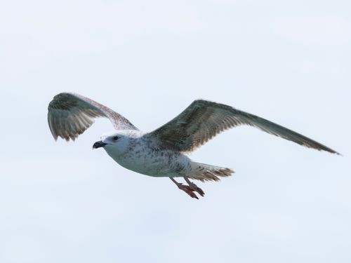 Free A seagull soars gracefully in a clear blue sky, embodying freedom and elegance. Stock Photo