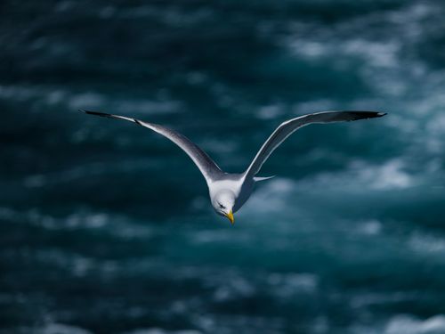 Free A majestic seagull glides effortlessly above the ocean, wings spread wide against a dynamic backdrop of blue waves. Stock Photo