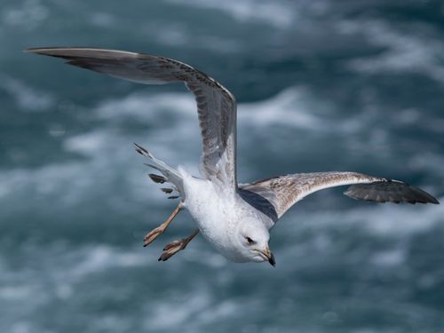 Free A seagull gracefully soars above the ocean, showcasing its wingspan. Stock Photo
