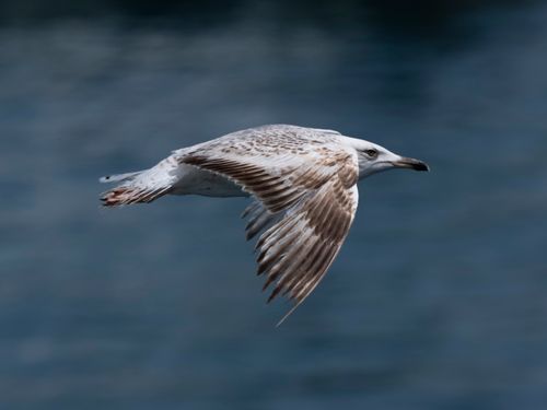 Free A seagull elegantly glides above the ocean, showcasing its majestic wings in flight. Stock Photo