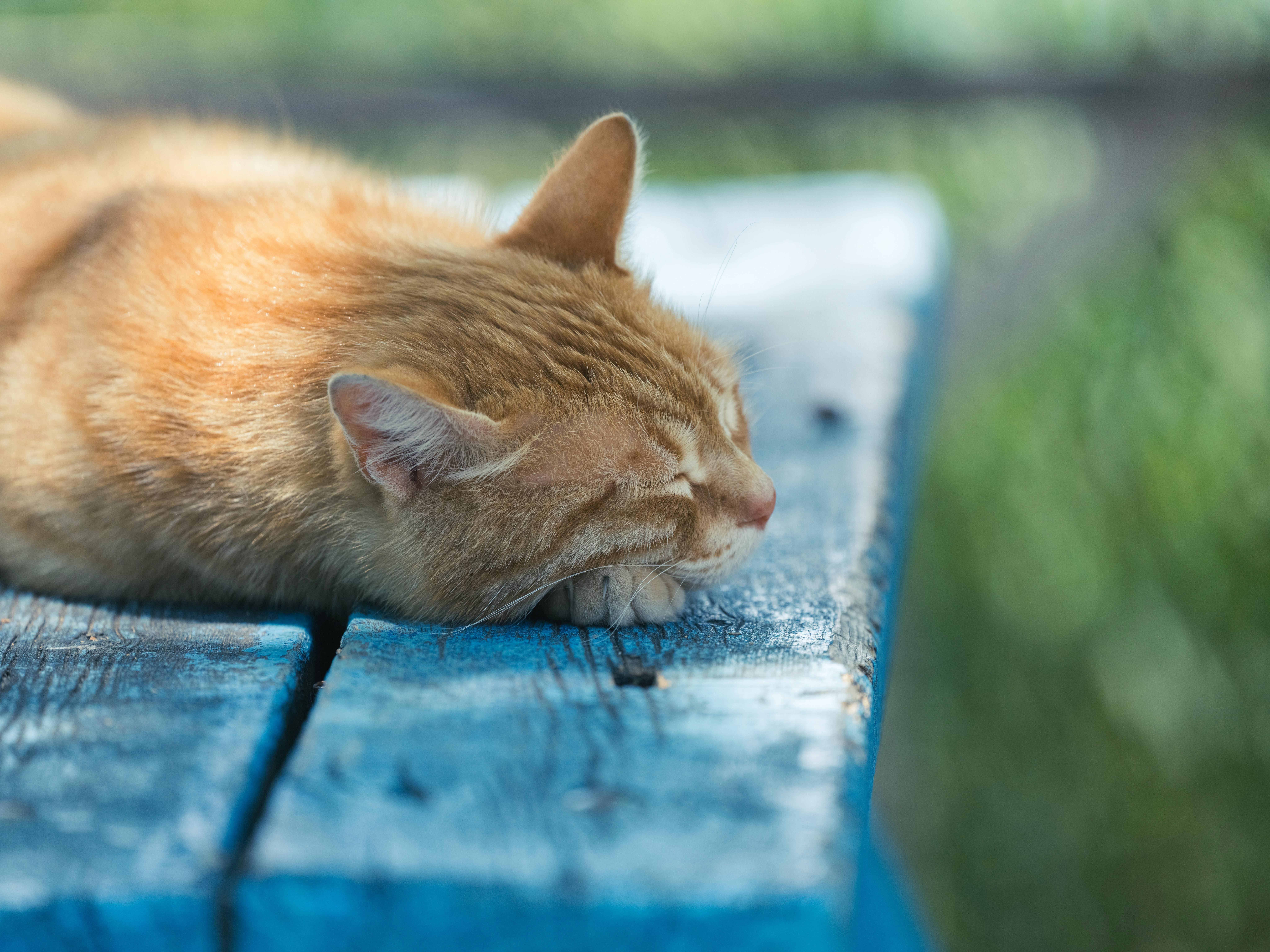 Surprising Beauty Benefits of Ginger