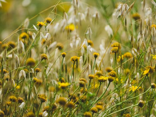 Free A field of wild yellow flowers and grasses swaying under the summer sun, capturing natural beauty and tranquility. Stock Photo