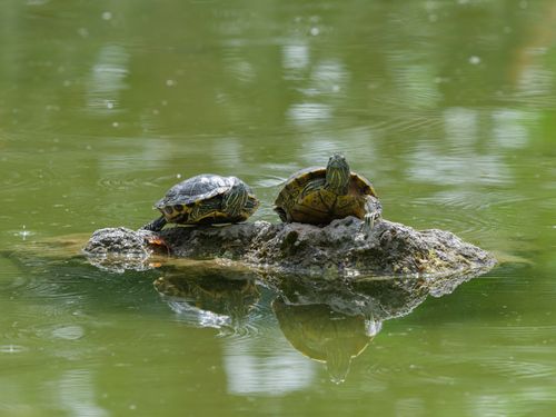 Free Two turtles basking on a rock in a serene pond setting during a sunny day. Stock Photo
